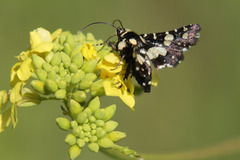 Pseudothyris sepulchralis