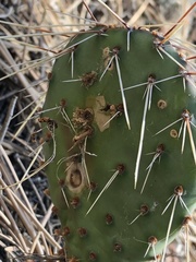 Phyllosticta concava