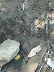 Minuca ecuadoriensis