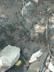 Minuca ecuadoriensis