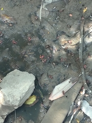 Minuca ecuadoriensis