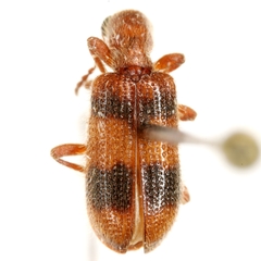 Cymatodera puncticollis