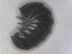 Armadillo officinalis
