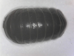 Armadillo officinalis