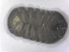 Armadillo officinalis