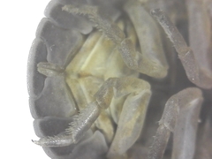Armadillo officinalis