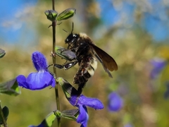 Bombus pensylvanicus image
