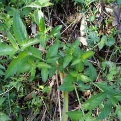 Rhinacanthus gracilis
