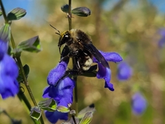 Bombus pensylvanicus image