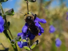 Bombus pensylvanicus image