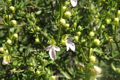 Teucrium bicolor