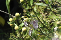 Teucrium bicolor
