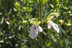 Teucrium bicolor