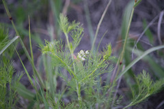 Bifora americana