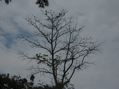 Pseudobombax septenatum