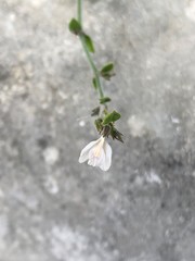 Carlowrightia torreyana