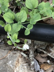 Carlowrightia torreyana