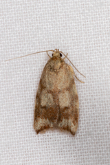 Syringoseca mimica
