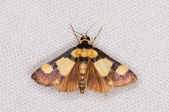 Deuterarcha xanthomela
