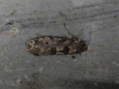 Parochmastis hilderi