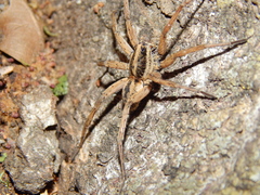 Lycosidae