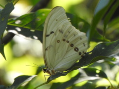 Morpho polyphemus polyphemus