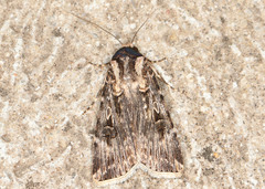 Agrotis munda