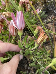 Dimorphotheca walliana