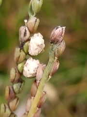 Claviceps paspali