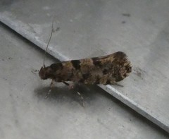 Parochmastis hilderi