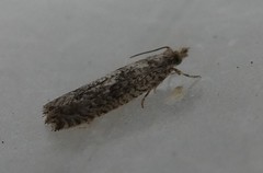 Strepsicrates ejectana