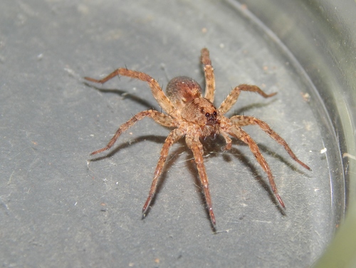 Allocosa gracilitarsis · iNaturalist