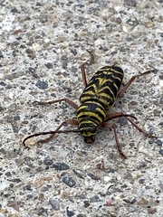 Megacyllene robiniae