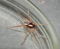 Allocosa lawrencei