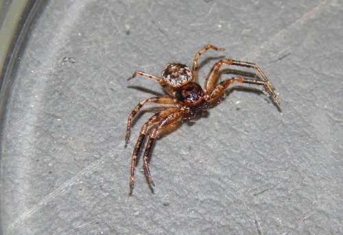 Xysticus schoutedeni