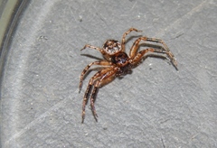 Xysticus schoutedeni