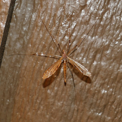 Tipula ultima