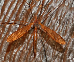 Tipula ultima