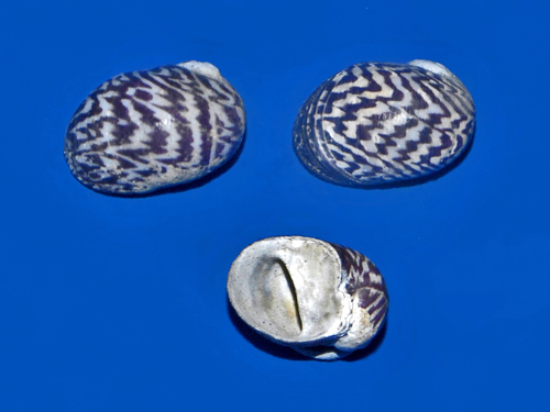 Danubian Nerite