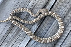 Trimorphodon lyrophanes