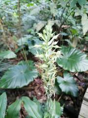 Habenaria stenopetala