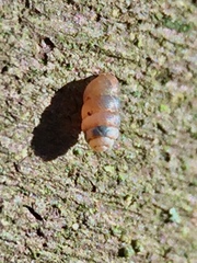 Truncatellina callicratis