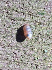 Truncatellina callicratis