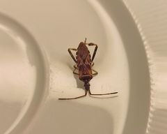 Leptoglossus occidentalis