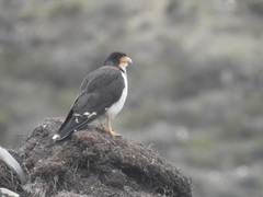 Daptrius albogularis