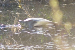 Apalone spinifera pallida