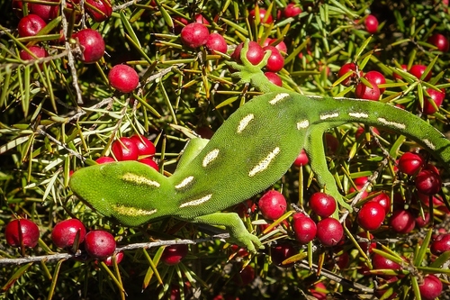 Aupouri Gecko, Naultinus flavirictus