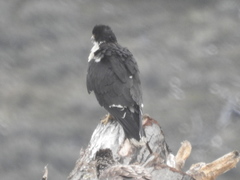 Daptrius albogularis