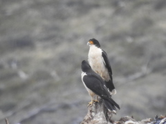 Daptrius albogularis