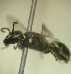 Hylaeus hyalinatus